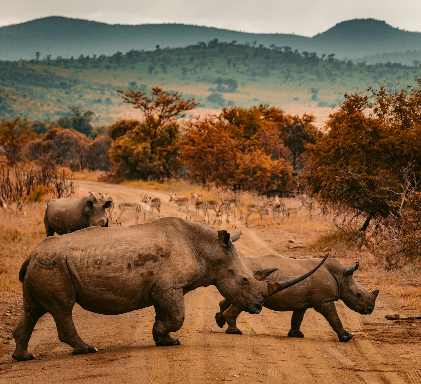 Private jet destination: Serengeti, Africa